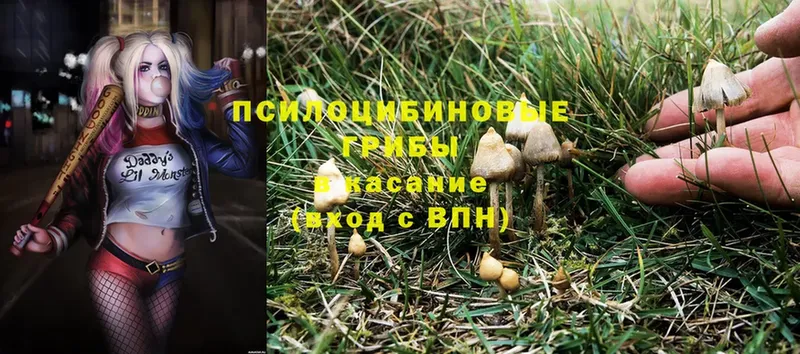 blacksprut как войти  Богородск  Галлюциногенные грибы Psilocybine cubensis 